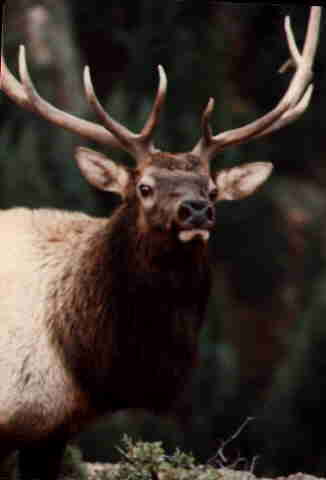 elk1.jpg (8322 bytes)